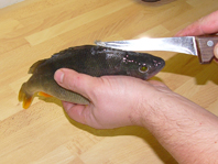 V místě bez šupin opatrně prořízneme kůži po obou stranách hřbetní ploutve