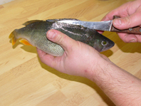 Otočíme nůž ostřím nahoru a dořízneme kůži po obou stranách až k ocasu